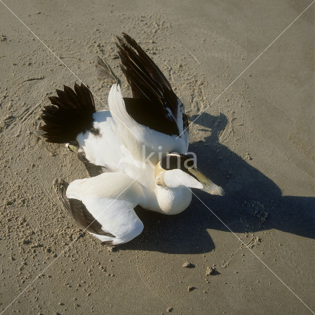 Eider (Somateria mollissima)