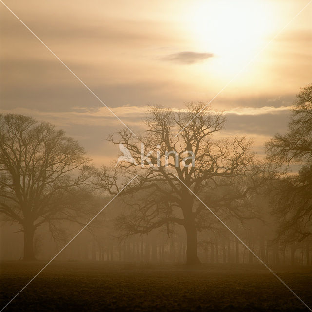 Oak (Quercus)