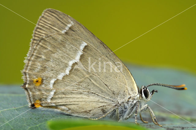 Purple Hairstreak (Neozephyrus quercus)