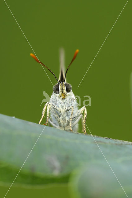 Purple Hairstreak (Neozephyrus quercus)