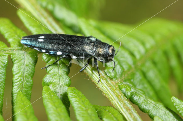 Eikenprachtkever (Agrilus biguttatus)