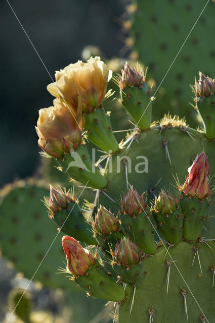 Engelmann’s prickly pear (Opuntia engelmannii)