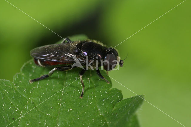 Eumerus sinuatus