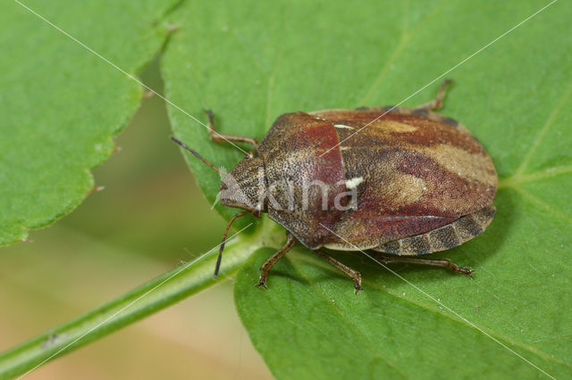 Eurygaster testudinaria