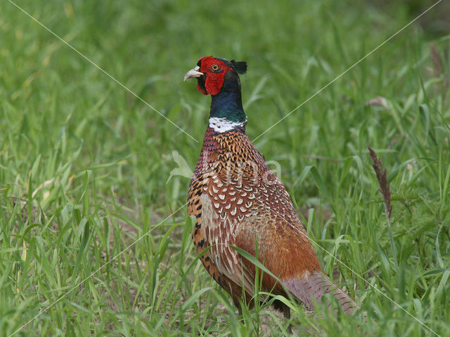 Ring-necked Pheasant (Phasianus colchicus)