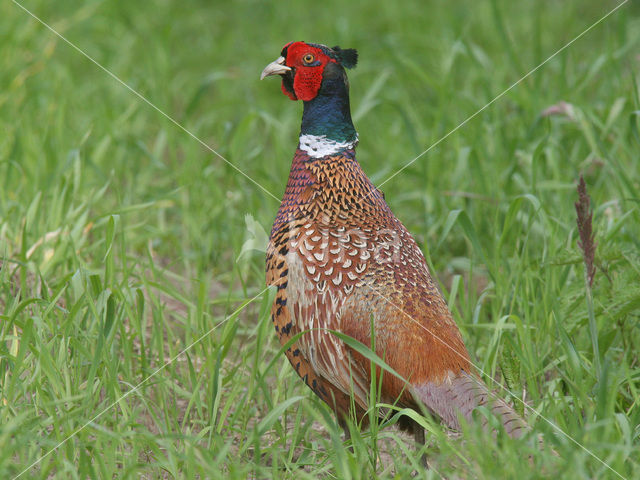 Ring-necked Pheasant (Phasianus colchicus)