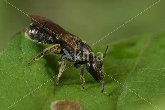 Fijngestippelde groefbij (Lasioglossum punctatissimum)