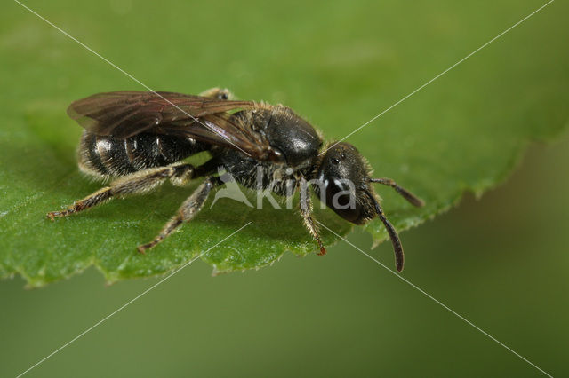 Lasioglossum punctatissimum