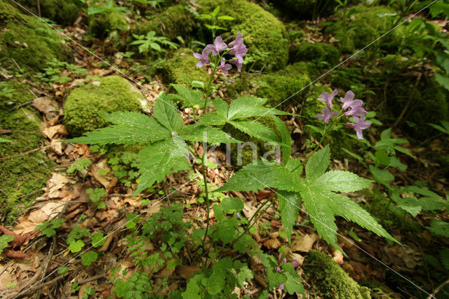 Five-leaved Coral-wort