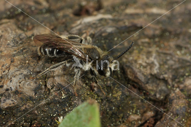 Andrena proxima