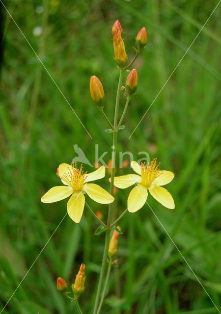 Slender St John’s-wort (Hypericum pulchrum)
