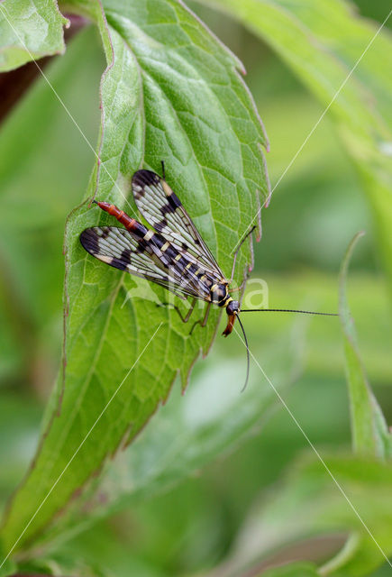 Lacewing (Chrysopa flavifrom)