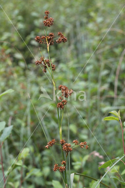 Galigaan (Cladium mariscus)