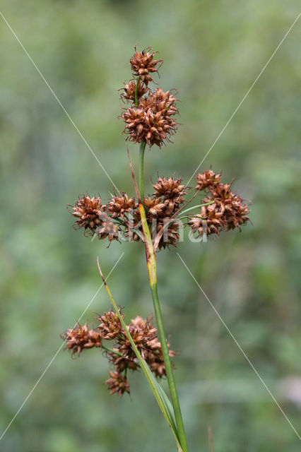Galigaan (Cladium mariscus)