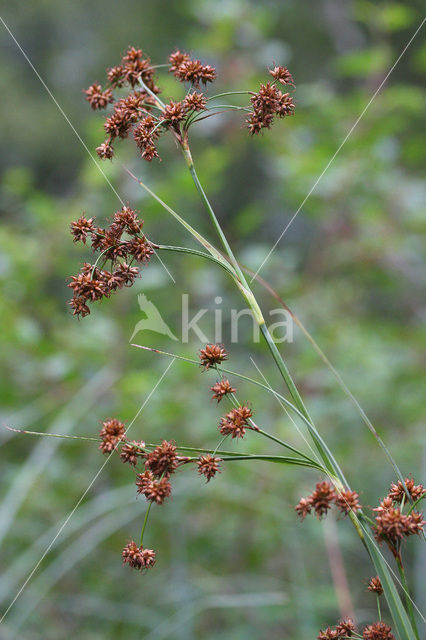 Galigaan (Cladium mariscus)