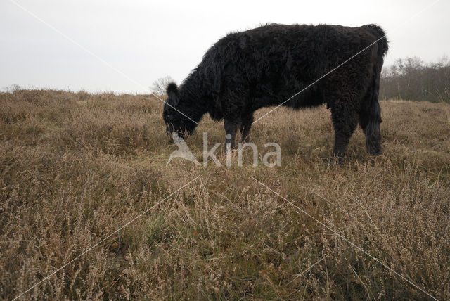 Galloway Cow (Bos domesticus)