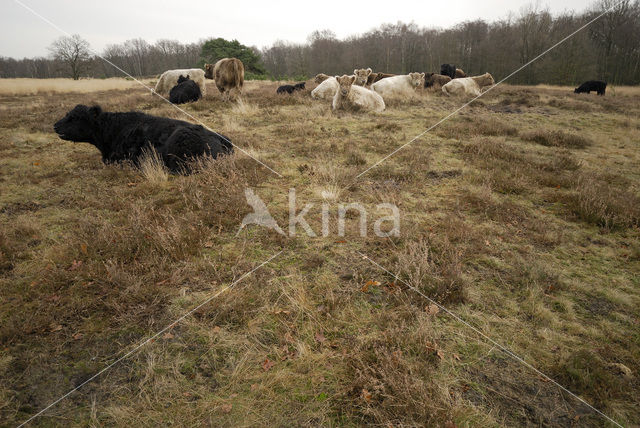 Galloway Koe (Bos domesticus)