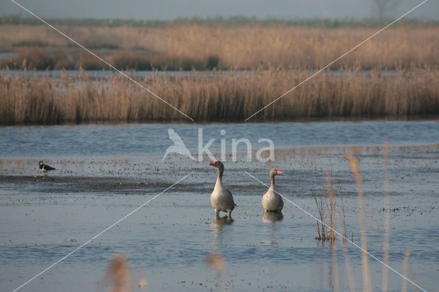 Goose (Anser spec.)