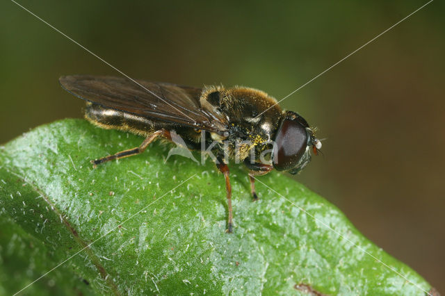 Geelpootgitje (Cheilosia flavipes)
