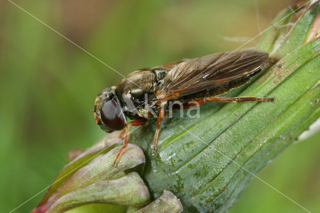 Geelpootgitje (Cheilosia flavipes)