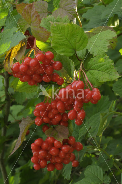 Guelder Rose