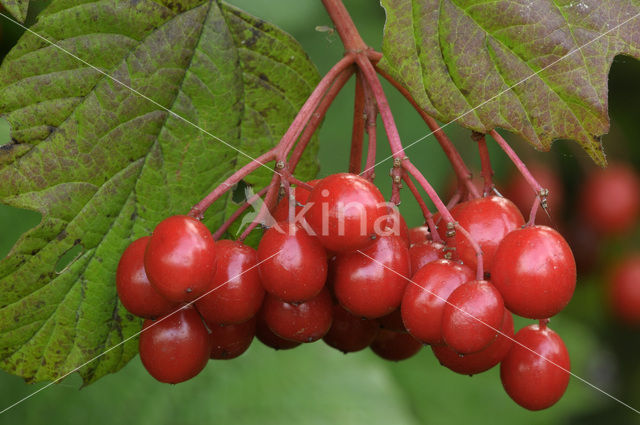 Guelder Rose