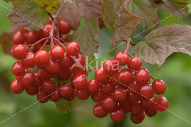 Gelderse roos (Viburnum opulus)