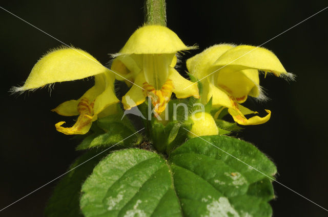 Yellow Archangel (Lamiastrum galeobdolon)