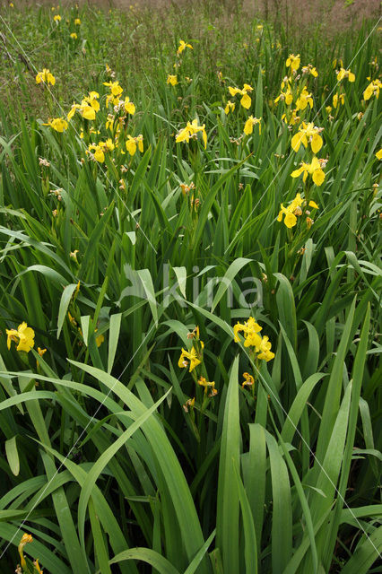 Gele lis (Iris pseudacorus)