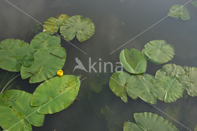 Gele plomp (Nuphar lutea)