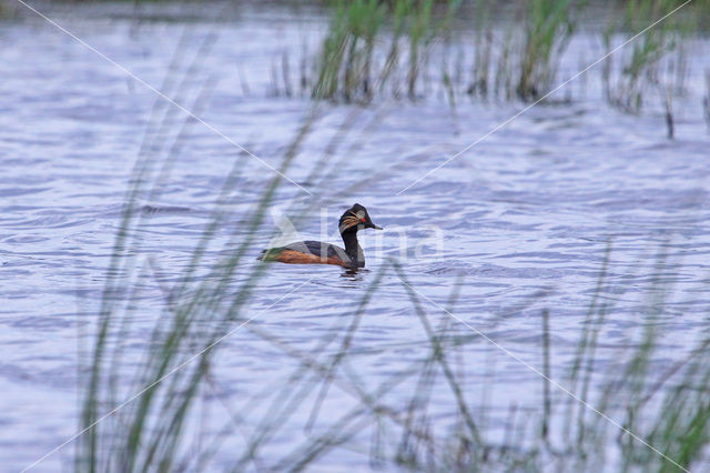 Black-necked Grebe (Podiceps nigricollis)