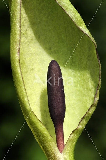 Gevlekte aronskelk (Arum maculatum)