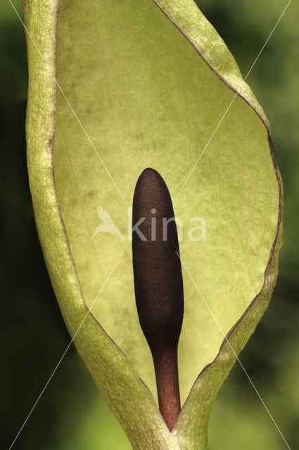 Lords-and-Ladies (Arum maculatum)