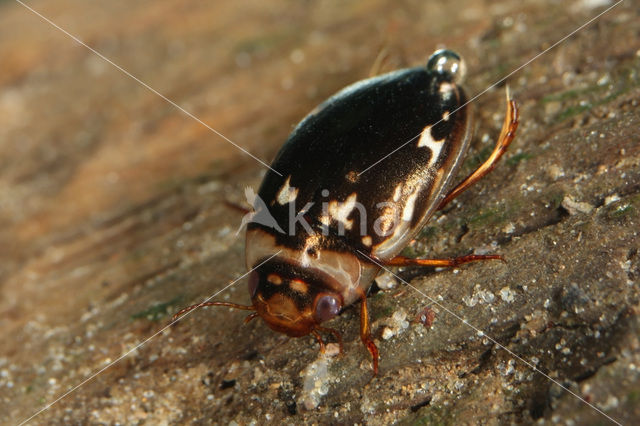 Platambus maculatus