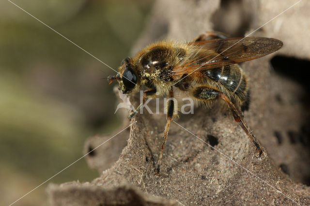 Brachypalpus laphriformis