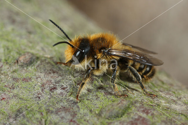 Gewone behangersbij (Megachile versicolor)