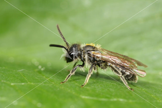 Andrena minutula