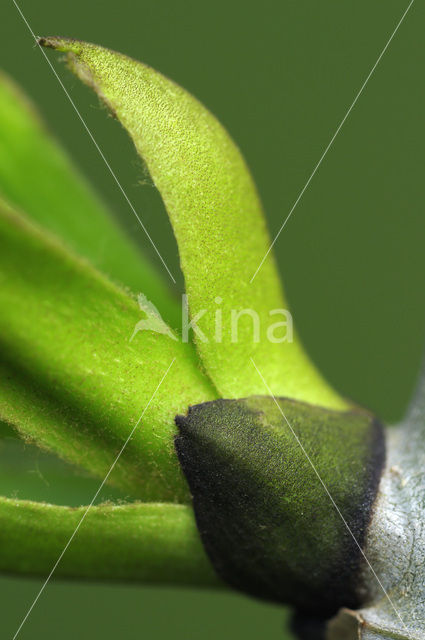 Ash (Fraxinus excelsior)