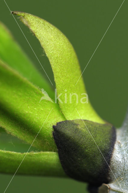 Gewone es (Fraxinus excelsior)