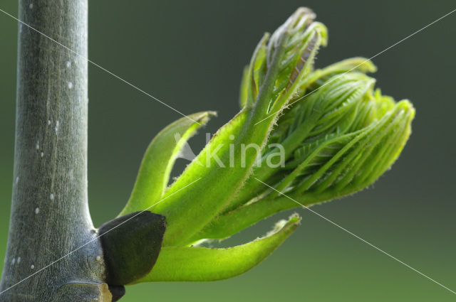 Ash (Fraxinus excelsior)