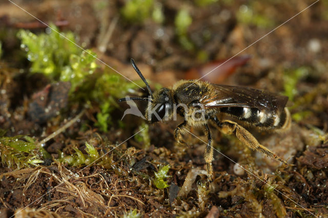 Gewone geurgroefbij (Lasioglossum calceatum)