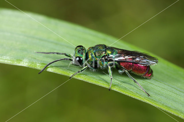 Gewone Goudwesp (Chrysis ignita)