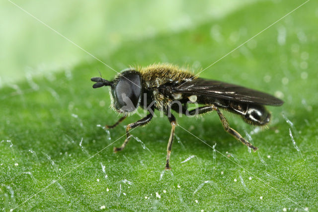 Gewone langsprietplatbek (Pipizella varipes)
