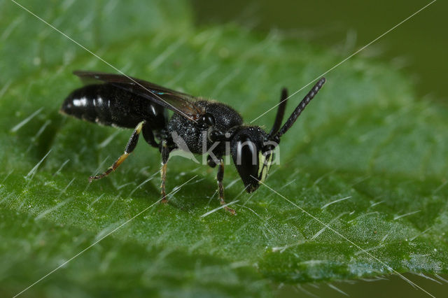 Gewone maskerbij (Hylaeus communis)