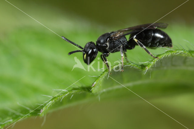 White-faced Bee (Hylaeus communis)
