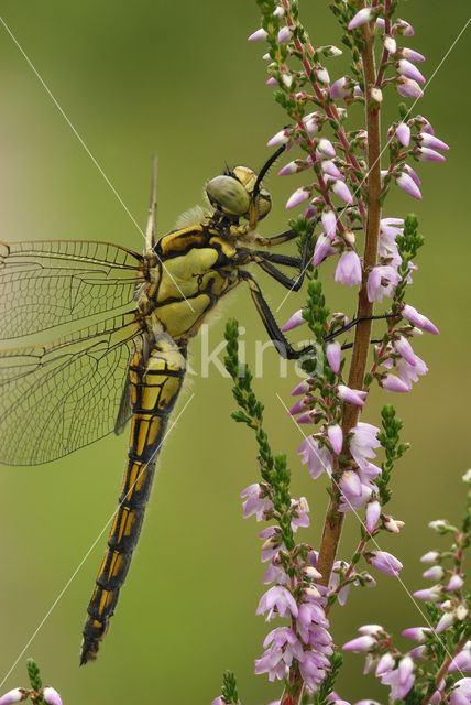 Black-tailed Skimmer (Orthetrum cancellatum)