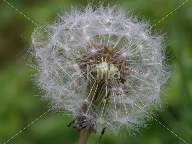 Gewone paardenbloem (Taraxacum officinale)