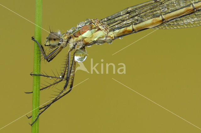 Emerald Damselfly (Lestes sponsa)