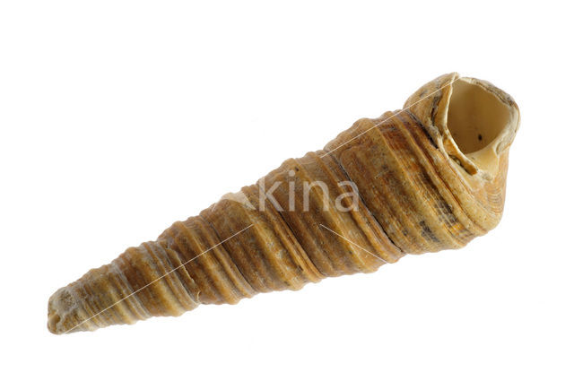 Auger (Turritella communis)