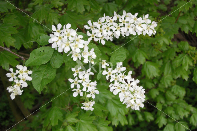 Gewone vogelkers (Prunus padus)